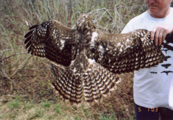 Harlan's Red-tailed Hawk, photo &copy; John Newhouse
